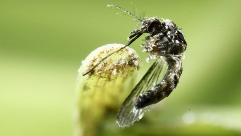 El "Aedes aegypti", ese pequeño mosquito que "aterroriza" a Brasil. /REUTERS El "Aedes aegypti", ese pequeño mosquito que "aterroriza" a Brasil. /REUTERS