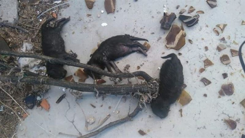 Los cachorros muertos, presumiblemente, "reventados a botellazos". EUROPA PRESS Los cachorros muertos, presumiblemente, "reventados a botellazos". EUROPA PRESS