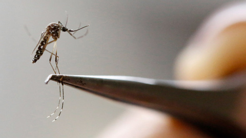 Un mosquito Aedes Aegypti, en el laboratorio del centro médico y de investigación CIDEIM, en Cali (Colombia).- JAIME SALDARRIAGA (REUTERS) Un mosquito Aedes Aegypti, en el laboratorio del centro médico y de investigación CIDEIM, en Cali (Colombia).- JAIME SALDARRIAGA (REUTERS)
