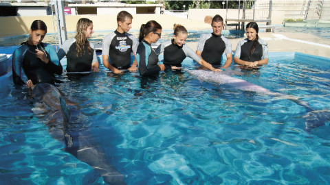 Actuaciones con delfines. Actuaciones con delfines.