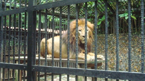 Las 10 atracciones con animales más crueles del mundo. Las 10 atracciones con animales más crueles del mundo.