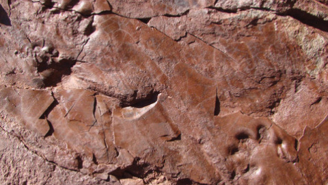 Icinita del Valle de Manyanet asociada a un tenmnospóndilo / Institut Català de Paleontologia Miquel Crusafont Icinita del Valle de Manyanet asociada a un tenmnospóndilo / Institut Català de Paleontologia Miquel Crusafont