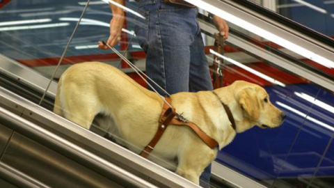 Un perro guía con su usuario en una escalera mecánica. ONCE Un perro guía con su usuario en una escalera mecánica. ONCE