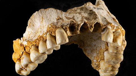 Mandíbula de un neandertal hallada en El Sidrón. -CSIC Mandíbula de un neandertal hallada en El Sidrón. -CSIC