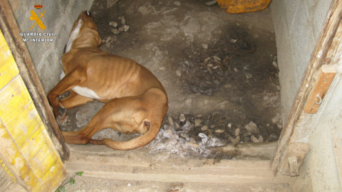 Una necropsia confirmó la muerte por inanición de este perro: no tenía un gramo de grasa tras 15 días sin comer Una necropsia confirmó la muerte por inanición de este perro: no tenía un gramo de grasa tras 15 días sin comer