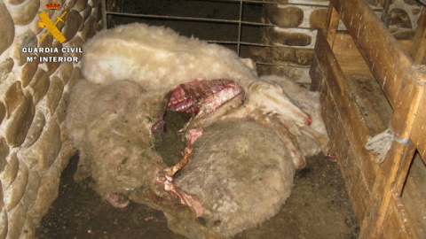 La Guardia Civil halló solo 12 ovejas vivas de un rebaño de 300 que su dueño tenía abandonadas La Guardia Civil halló solo 12 ovejas vivas de un rebaño de 300 que su dueño tenía abandonadas