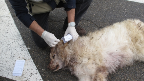 Agentes del Seprona de Huesca toman muestras de ADN para investigar la muerte de un mastín a manos de un septuagenario Agentes del Seprona de Huesca toman muestras de ADN para investigar la muerte de un mastín a manos de un septuagenario