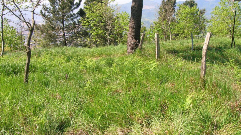 Lugar donde se encontrarían las fosas en el monte Avril. Lugar donde se encontrarían las fosas en el monte Avril.
