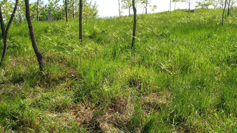 Lugar donde se encontrarían las fosas en el monte Avril. Lugar donde se encontrarían las fosas en el monte Avril.