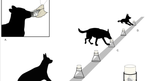 Entrenamientos realizados por los perros que olfatean el olor de referencia y lo reconocen en alguno de los frascos expuestos. SINC