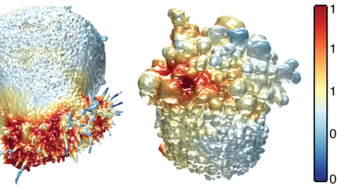 La imagen muestra las superficies extraídas de dos células cancerosas. A la izquierda, una célula de cáncer de pulmón coloreada por la intensidad de la actina y a la derecha, una célula de melanoma coloreada por la actividad de PI3-quinasa La imagen muestra las superficies extraídas de dos células cancerosas. A la izquierda, una célula de cáncer de pulmón coloreada por la intensidad de la actina y a la derecha, una célula de melanoma coloreada por la actividad de PI3-quinasa