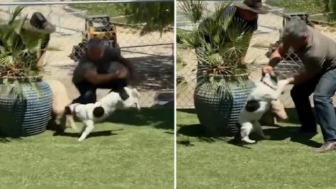 El 'encantador de perros', investigado por maltrato animal. /TMZ El 'encantador de perros', investigado por maltrato animal. /TMZ