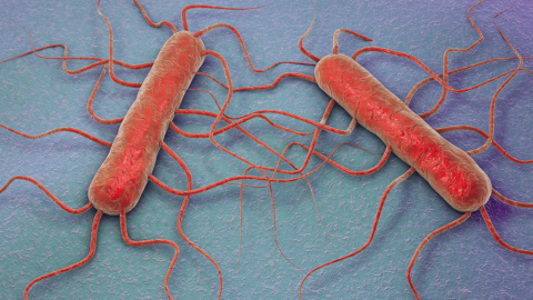 Ilustración 3D de la bacteria Listeria monocytogenes, bacteria gram positiva con flagelos que causa listeriosis. Kateryna Kon / Shutterstock Ilustración 3D de la bacteria Listeria monocytogenes, bacteria gram positiva con flagelos que causa listeriosis. Kateryna Kon / Shutterstock