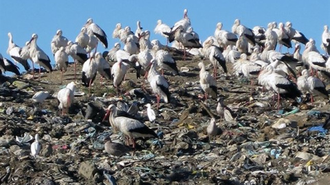 Las cigüeñas se han hecho adictas a la comida basura. /ALDINA FRANCO Las cigüeñas se han hecho adictas a la comida basura. /ALDINA FRANCO