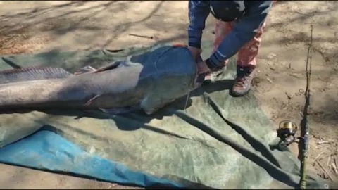 El siluro más grande nunca visto El siluro más grande nunca visto