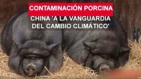 Cerdos gigantes para el gigante asiático Cerdos gigantes para el gigante asiático