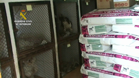 Intervenidos 191 perros de un centro dedicado a la venta Intervenidos 191 perros de un centro dedicado a la venta