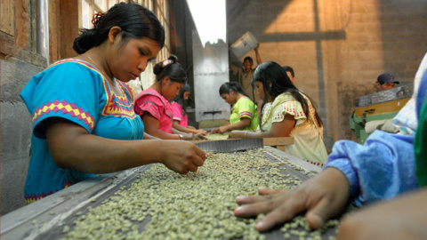 Desde los albores de la industria del café en Panamá, la misma ha dependido de las hábiles manos de los Ngobe-Buglé
