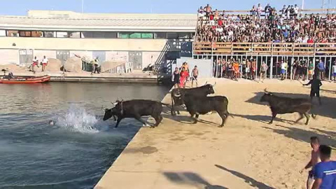 Denia celebra estos días sus polémicos Bous a la Mar Denia celebra estos días sus polémicos Bous a la Mar