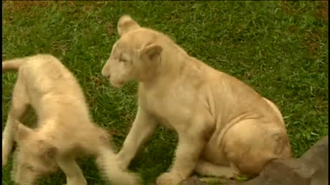 Dos leones de cinco meses se convierten en las estrellas de un zoo de Perú Dos leones de cinco meses se convierten en las estrellas de un zoo de Perú