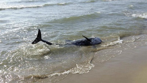 Uno de los dos delfines calderón que han sido avistados esta mañana en la playa del Grao de Burriana (Castellón), donde posteriormente han fallecido tras los intentos de rescate por parte de biólogos del Oceanográfico de Valencia, desplazad Uno de los dos delfines calderón que han sido avistados esta mañana en la playa del Grao de Burriana (Castellón), donde posteriormente han fallecido tras los intentos de rescate por parte de biólogos del Oceanográfico de Valencia, desplazad