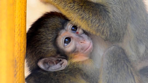 Nace un talapoín en Bioparc Valencia Nace un talapoín en Bioparc Valencia