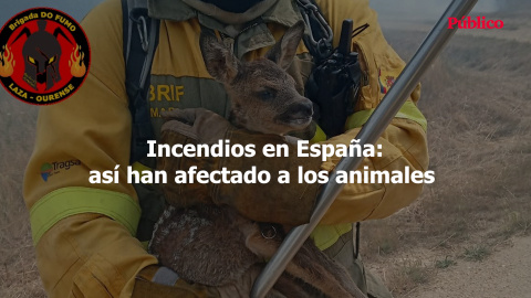 Incendios en España: así han afectado a los animales Incendios en España: así han afectado a los animales