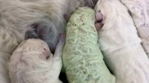 Sorprendente nacimiento de un perro verde en Cerdeña Sorprendente nacimiento de un perro verde en Cerdeña