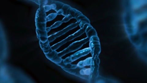 Publican la secuencia completa del genoma del trigo Publican la secuencia completa del genoma del trigo