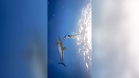 ¿Qué hacer si vemos un tiburón? Los oceanólogos recomiendan no huir de ellos ¿Qué hacer si vemos un tiburón? Los oceanólogos recomiendan no huir de ellos