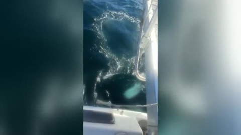 Un velero sufre daños tras ser atacado por unas orcas en Corrubedo Un velero sufre daños tras ser atacado por unas orcas en Corrubedo