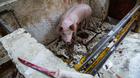 La organización internacional Igualdad Animal revela crueldad y torturas en mataderos de México. / IGUALDAD ANIMAL La organización internacional Igualdad Animal revela crueldad y torturas en mataderos de México. / IGUALDAD ANIMAL