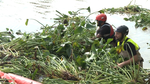 UME comienza las labores de retirada del Camalote UME comienza las labores de retirada del Camalote
