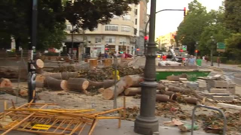 Cae parte de un ficus de grandes dimensiones en una plaza de Valencia Cae parte de un ficus de grandes dimensiones en una plaza de Valencia