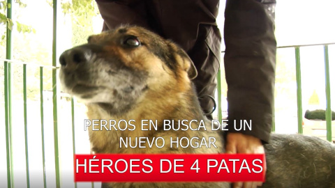 Perros jubilados, héroes de cuatro patas Perros jubilados, héroes de cuatro patas