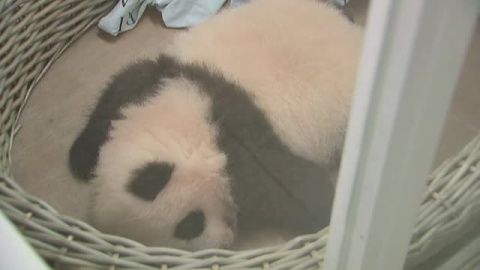 El zoo de Bélgica presenta a dos crías de panda El zoo de Bélgica presenta a dos crías de panda