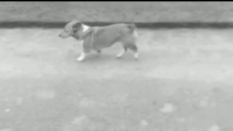 Corgi es la raza de perro del momento tras ponerlo de moda la reina de Inglaterra Corgi es la raza de perro del momento tras ponerlo de moda la reina de Inglaterra