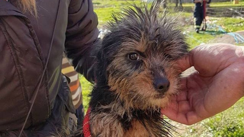 Una perra es rescatada de un pozo al que fue arrojada hace dos semanas. PACMA Una perra es rescatada de un pozo al que fue arrojada hace dos semanas. PACMA