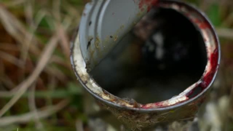 Rescate a oso polar con una lata en la boca Rescate a oso polar con una lata en la boca