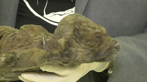 Hallado en Rusia un perro prehistórico de 18.000 años Hallado en Rusia un perro prehistórico de 18.000 años