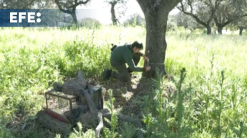 Los linces conquistan la dehesa Los linces conquistan la dehesa