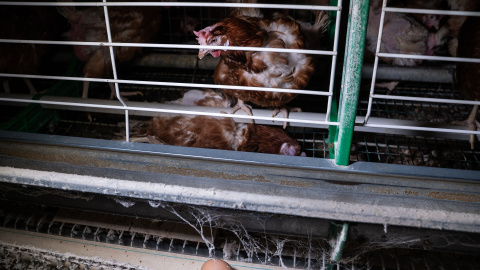 Equalia lanza una campaña para pedir al Gobierno el fin de las jaulas en la ganadería intensiva Equalia lanza una campaña para pedir al Gobierno el fin de las jaulas en la ganadería intensiva
