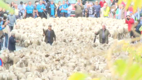 Las ovejas invaden Madrid un año más Las ovejas invaden Madrid un año más