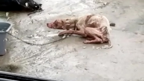 Denunciado un vecino de Ribeira por el "deplorable estado" de un perro Denunciado un vecino de Ribeira por el "deplorable estado" de un perro