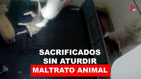 Maltrato animal: sacrificados sin aturdir Maltrato animal: sacrificados sin aturdir