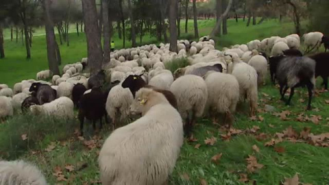 Un rebaño de ovejas toma las calles del centro de Madrid Un rebaño de ovejas toma las calles del centro de Madrid