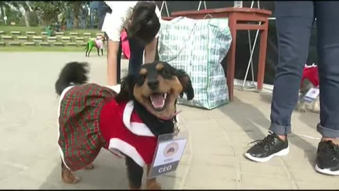 Navidad canina en Perú Navidad canina en Perú