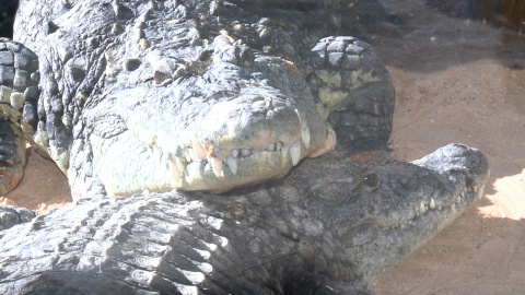 Taren y Dalila ya están instaladas en el Bioparc de Valencia Taren y Dalila ya están instaladas en el Bioparc de Valencia