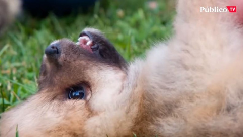 Casas de acogida: la alternativa a la adopción y, sobre todo, a la compra de mascotas Casas de acogida: la alternativa a la adopción y, sobre todo, a la compra de mascotas