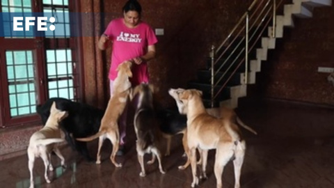 Decenas de perros rescatados conviven en un piso con una mujer en Bangalore Decenas de perros rescatados conviven en un piso con una mujer en Bangalore